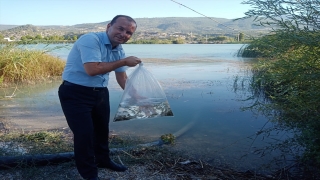 Mersin’de Göksu Nehri’ne 8 bin aynalı sazan yavrusu bırakıldı