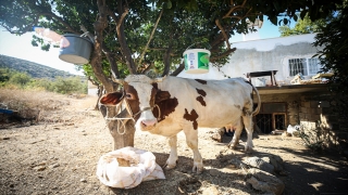 Mersin’deki orman yangınında gebe inek ”Sarıkız”ı komandolar kurtardı