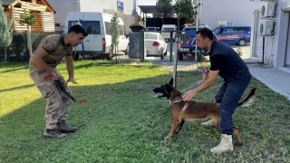 Antalya’da sokaktan kurtarılan köpek jandarmayla operasyonlara katılacak