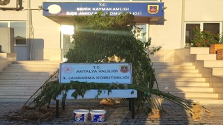 Antalya’da kamu arazisine Hint keneviri eken şüpheli yakalandı