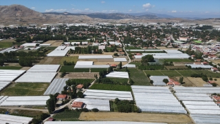 Lezzeti ve raf ömrüyle öne çıkan Burdur’un yayla domatesi, yurt dışında talep görüyor