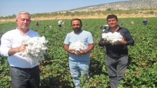 Araban’da pamuk hasadına başlandı