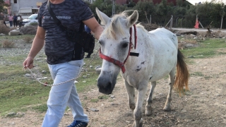 Adana’da yorulan atı yumruklaması kameraya yansıyan zanlı gözaltına alındı
