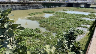 Hatay’da Asi Nehri’ni yeniden su sümbülleri kaplamaya başladı