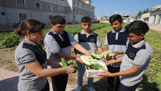 Hatay’da öğrencilerin okul bahçesinde yetiştirdiği sebzeler mahallelinin sofrasında