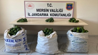 Mersin’de bahçede hırsızlık yapan 2 zanlı tutuklandı
