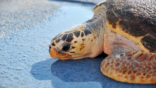 Mersin’de bitkin bulunan caretta caretta tedaviye alındı