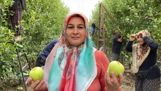 Isparta’nın elma bahçelerinde hasat hareketliliği