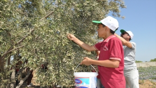 Mersin’de öğrenciler hasat ettikleri zeytinlerle okullarının ihtiyaçlarını karşılayacak