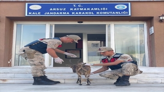 Hatay’da jandarmanın bitkin bulduğu dağ keçisi tedaviye alındı