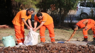 Mersin’de ormanlık alanlara 27 ton 250 kilogram kızılçam tohumu ekilecek