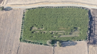 Gaziantep’te 238 kilogram esrar ele geçirildi