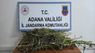 Adana’da 4 kilo 950 gram esrar ve 14 kök kenevir ele geçirildi