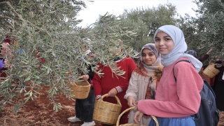 Hatay’da öğrenciler barış ve kardeşlik için zeytin topladı