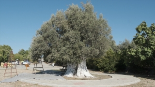 Mersin’de 1300 yıllık anıt ağaçta yetişen zeytinler toplandı