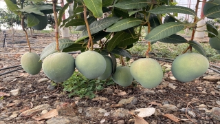 Antalya’da yetiştirilen mango yurt dışından da alıcı buluyor