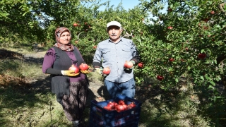 Kumluca’da bu sezon 20 bin ton nar yetiştirilmesi bekleniyor