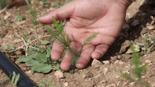 Burdur’da kuşkonmaz üretiminin yaygınlaştırılması hedefleniyor