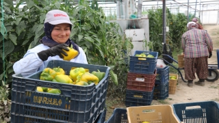 Burdur’da üretilen Kaliforniya biberi birçok ülkeye ihraç ediliyor