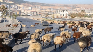 Gaziantep’te kara yoluna inen koyun sürüsü, sürücülere zor anlar yaşattı