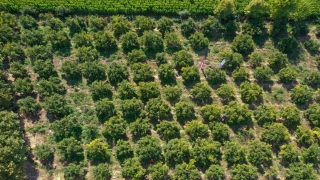 Tescilli Oğuzeli narının markalaşması için tesis kuracaklara hibe desteği