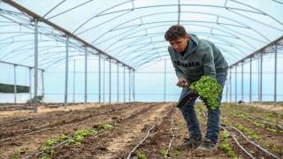 Adana’da kadın çiftçi ve tarım işçileri serada eğitilecek