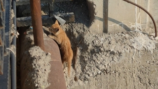 Hatay’da köprü korkuluğunda mahsur kalan yavru kedi kurtarıldı