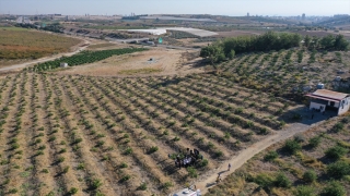 Mersin’de bir arazideki 600 limon ağacına zarar verildi