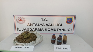 Antalya’da muz bahçesinde esrar ele geçirildi, bir şüpheli gözaltına alındı