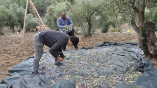 İslahiye’de 6 bin tonu aşkın zeytin rekoltesi bekleniyor