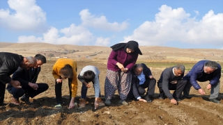 Kahramanmaraş’ta tescilli Koçovası Sarımsağı tohumları toprakla buluşturuldu