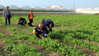 Akdeniz Belediyesi hayvancılığa destek için yem bitkisi yetiştiriyor