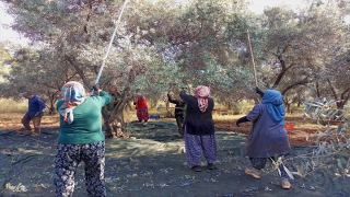 Akdeniz Üniversitesi’nde zeytin hasadı başladı