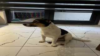 Antalya’da restorandan köpek hırsızlığı güvenlik kamerasınca kaydedildi