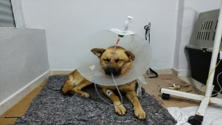 Hatay’da av tüfeğiyle ağzından vurulan köpek tedavi altına alındı