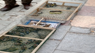 Adana’da avlanan 57 saka kuşu doğaya salındı