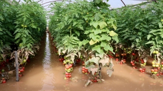 Kumluca’da selden zarar gören domates üreticileri yaşadıklarını anlattı