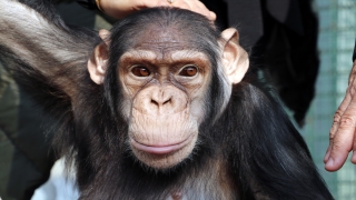 Gaziantep Hayvanat Bahçesi’nin maskotu şempanze: ”Can”
