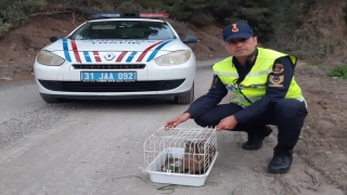 Hatay’da jandarmanın bitkin bulduğu yaban tavşanı tedavi edildi