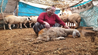 Osmaniye’de 35 koyun ve 20 kaz ve tavuk telef edildi