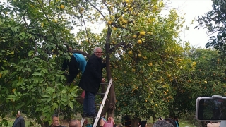 Kozan’da belediye ücretsiz narenciye dağıttı