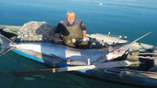 Adana’da balıkçıların ağına 274 kilogramlık balık takıldı