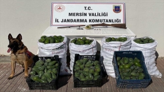 Antalya’da bahçeden avokado çalan 3 şüpheli Mersin’de yakalandı