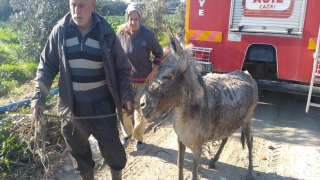 Hatay’da sulama kanalına düşen eşeği itfaiye kurtardı