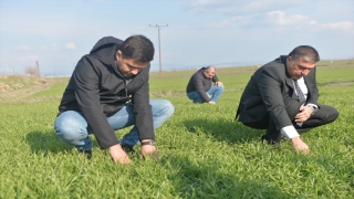 Kahramanmaraş’ta tarım alanlarını istila eden farelerle ”zehirli buğdaylı” mücadele