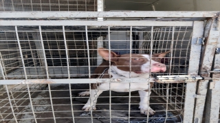 Adana’da geçen yıl 132 yasaklı ırk köpek barınağa yerleştirildi