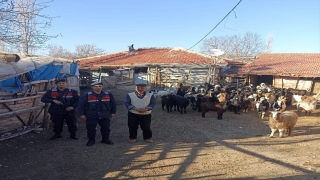 Burdur’da jandarma ekipleri kaybolan 70 keçiyi buldu