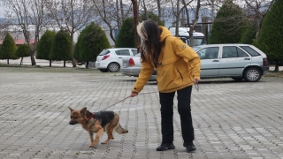 Hatay’da trafik kazasında yaralanan sahipsiz köpek tedavi edildi