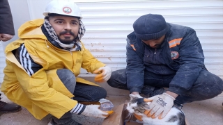 Gaziantep’te enkazdan 54 saat sonra kurtarılan kedi veterinere götürüldü