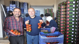 Demre’de üretimi yapılan sebzelerin ihracatı da gerçekleştiriliyor